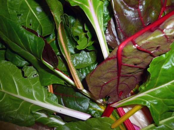 Chard from the garden.