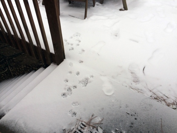 This is what our Southern felines thought of the snow.