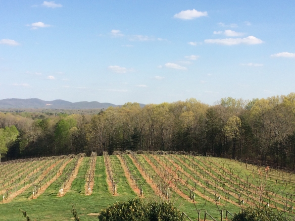 The vines at Frogtown.